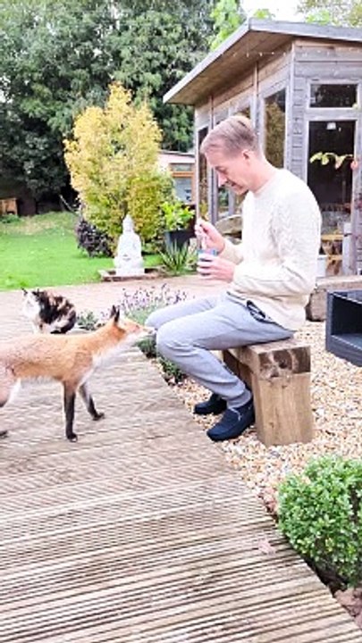 Friendly Fox reçoit un régal