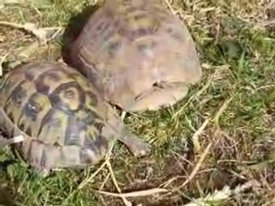 tortues