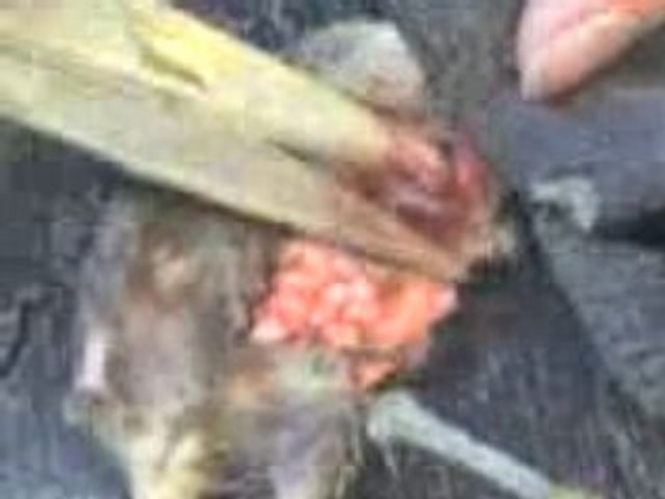 cour d'anatomie louper