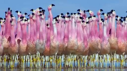 LA VIE SUR NOTRE PLANÈTE Bande Annonce VF (2023) Dinosaures, Steven Spielberg, Nouvelle