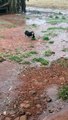 Mama Dog Saves Her Puppies From Storm