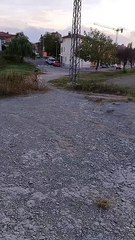 Ballon de personnage de dessin animé Bamboozles Golden Retriever