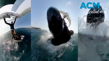 Whale of a time: wing surfer's wild encounter with humpback