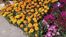 Flores de cempasúchil, llenan de color las calles de Nanchital