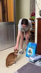 Playing Catch With the Cat