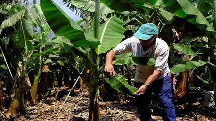 INCENTIVES NOT REACHING ALL FARMERS