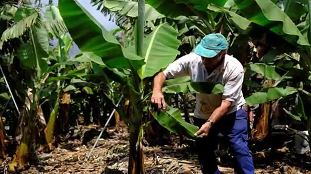 INCENTIVES NOT REACHING ALL FARMERS