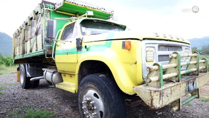 Por mal temporal, ganaderos de Tamazula venden la mitad de sus cabezas de ganado