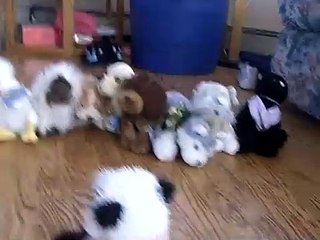 licorice34 - Webkinz school