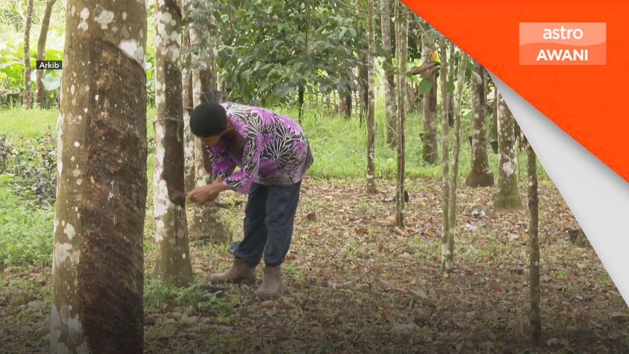 Kerajaan beri tumpuan R&D untuk tingkat produktiviti getah