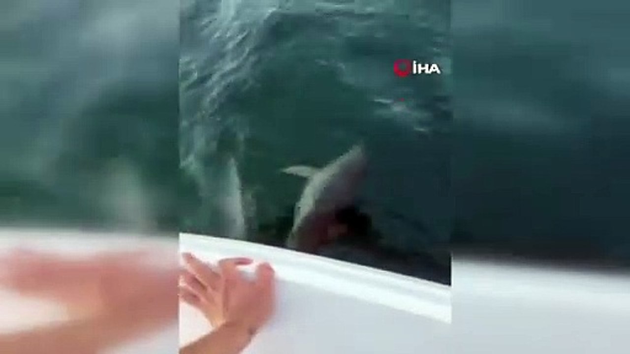 Maltepe Sahilinde Yunus Balıkları Görüldü