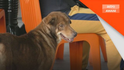 Situasi Rabies di Sarawak berisiko menjadi wabak