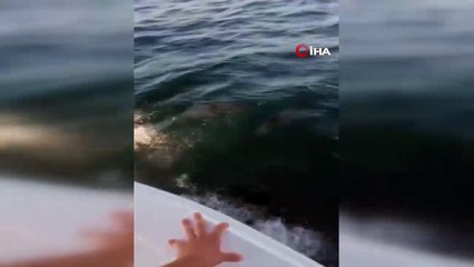 Yunus balıkları Maltepe sahiline görüldü