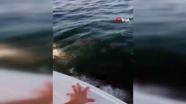 Yunus balıkları Maltepe sahiline görüldü