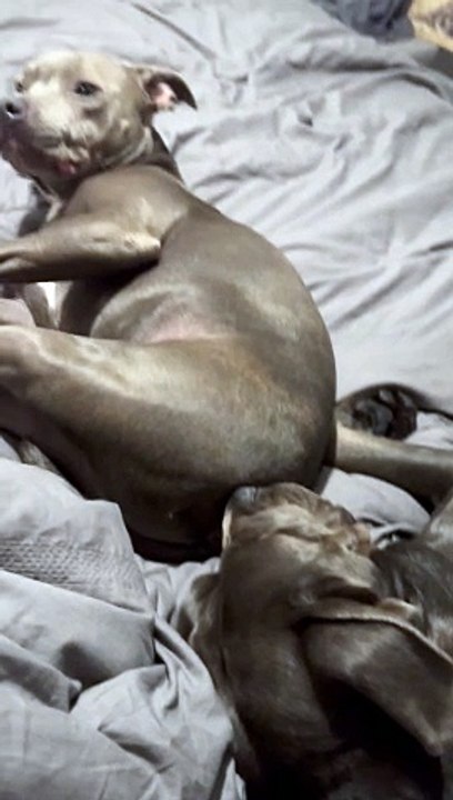 Stinky Snores For Sleeping Dog
