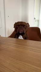 Intensely Judgemental French Bulldog