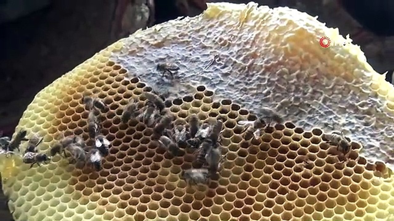 Dünyaca ünlü Bitlis karakovan balının hasadına başlandı