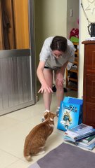 Playing Catch With the Cat