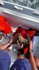 Rescuing a Vulture at Sea