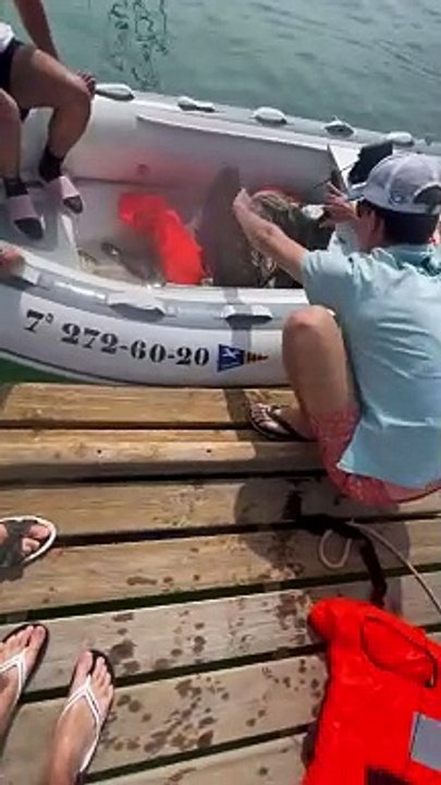 Rescuing a Vulture at Sea