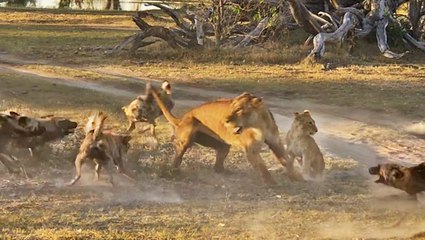 Lioness Takes a Beating by Wild Dogs to Save Her Cub