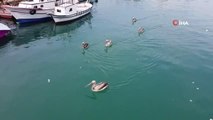 Mersin'de 5 pelikan balıkçı barınağında göç molası verip balık avladı