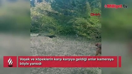 Vaşak ve 5 av köpeği karşılaştı! İnanılmaz anlar