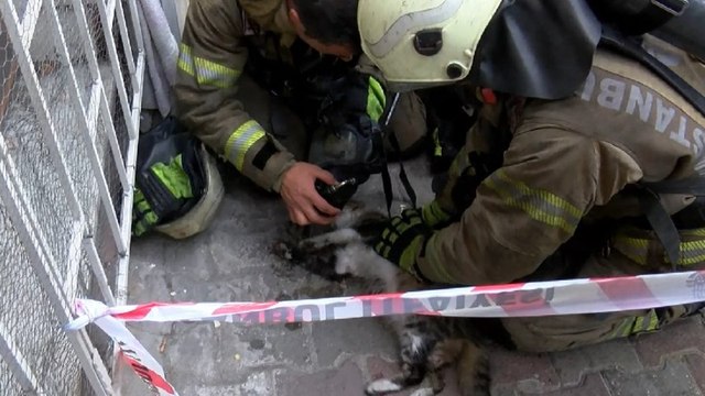 Şişli'de yangında dumandan etkilenen kedi kalp masajıyla kurtarıldı