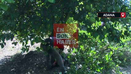 Adana'da narenciye ağaçta kaldı: Para kazanamayan üretici ağaçları kesiyor