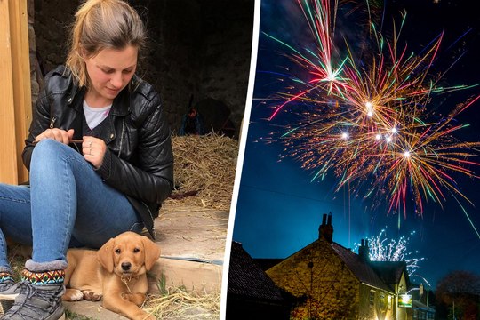 Prep dogs for fireworks by playing throwing parties and playing drum and bass: expert