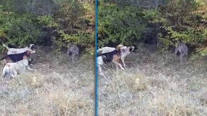 Vaşak ve köpeklerin karşı karşıya geldiği anlar kamerada