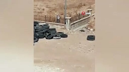 Şanlıurfa’da ilk defa Alageyik görüldü