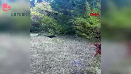 Avcılar nesli tehlikede olan vaşakları görüntüledi