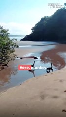 When Monkeys Turn into Dinosaurs?! || Best of Internet