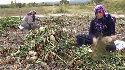 Kütahya'da Çiftçilerin Şeker Pancarı Sökümü Mesaisi Başladı
