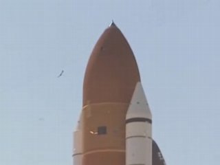 - NAVETTE Vs OISEAUX -