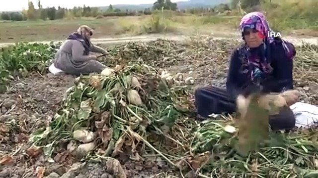 Début des travaux de récolte de betteraves sucrières par les agriculteurs à Kütahya