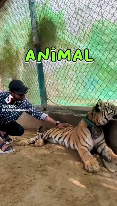 Animal lover