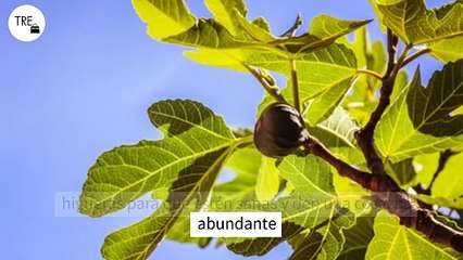 Hay un momento exacto en el que hay que podar las higueras para que estén sanas y den una cosecha abundante