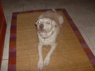 Nouvelle coupe de poils