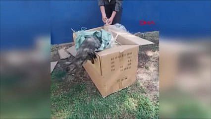 Poşete koyduğu kedileri parka bıraktı, tepki gördü