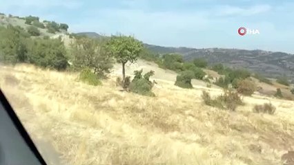 İlk kez geyik gören vatandaş şaşkınlığını gizleyemedi