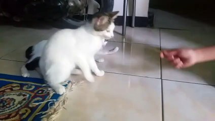 Bermain bersama si mpus