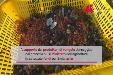 Vongole, in arrivo 2,9 mln di euro per le aziende in crisi