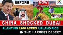 Chinese Planting 8200 Acres Upland Rice In The Largest Desert