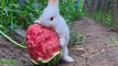 Rabbit Eating Watermelon | Rabbit Eating Moments | Animals Eating Food | Animals Satisfying Videos #animal #satisfyingvideos #rabbit #fun #love #cute #beautiful