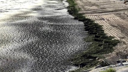 Avcılar'da sahil yosun ile kaplandı