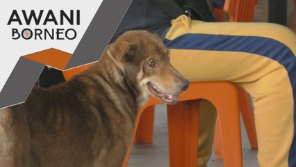 Situasi rabies di Sarawak berisiko menjadi wabak