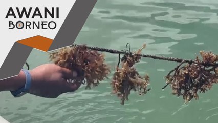 Rumpai laut sumber pendapatan penduduk Pulau Nunuyan