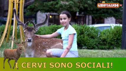 Cervo Bambotto ucciso senza motivo,era il simbolo del paese